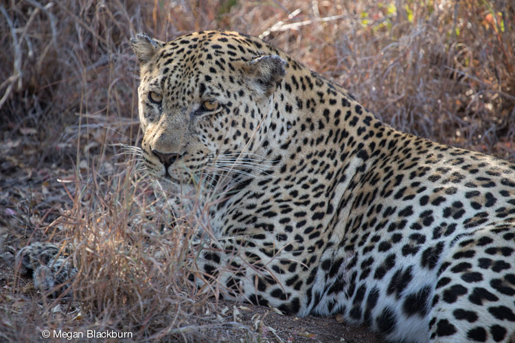 Ngala Leopard.jpg
