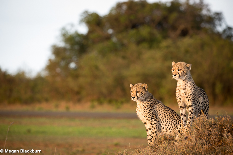 Top 10 Cheetah Cubs
