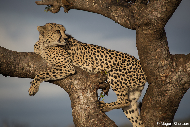 Top 10 Cheetah in a Tree