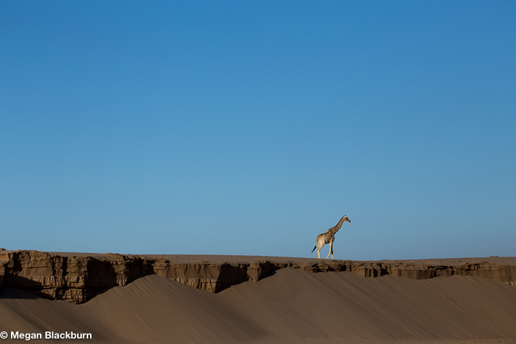Top 10 Giraffe on a Dune