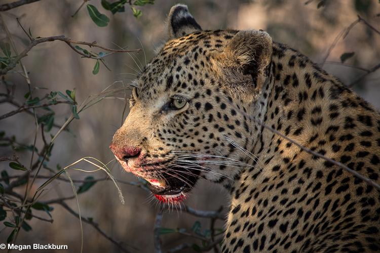 Top 10 Leopard Londolozi with Blood
