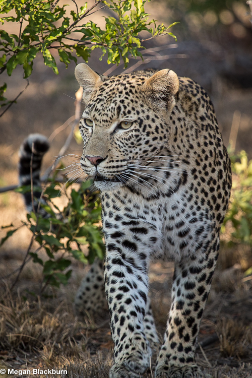 Top 10 Leopard Londolozi