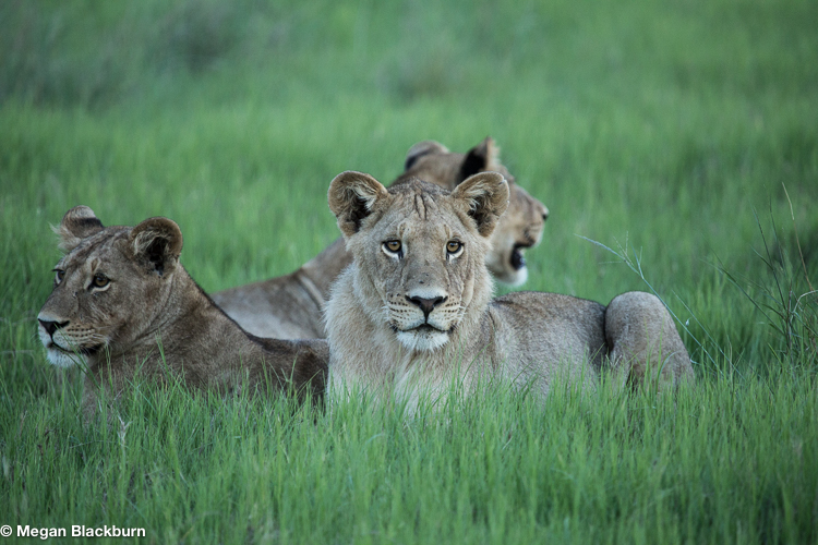 Top 10 Lions in the Grass