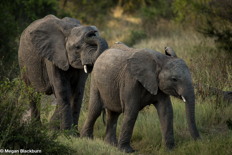 Top 10 Londolozi Elephants