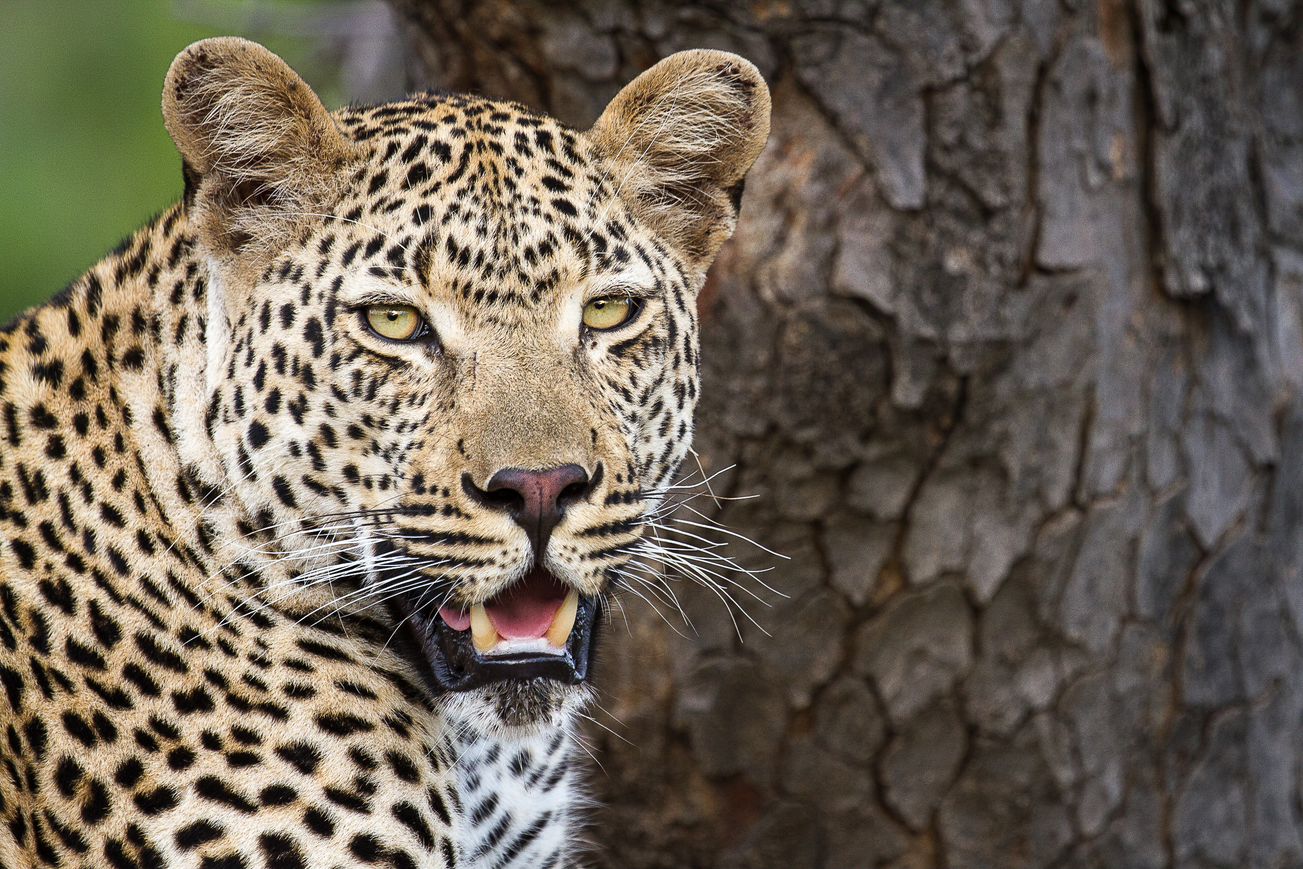 2018-Leopard-Londolozi