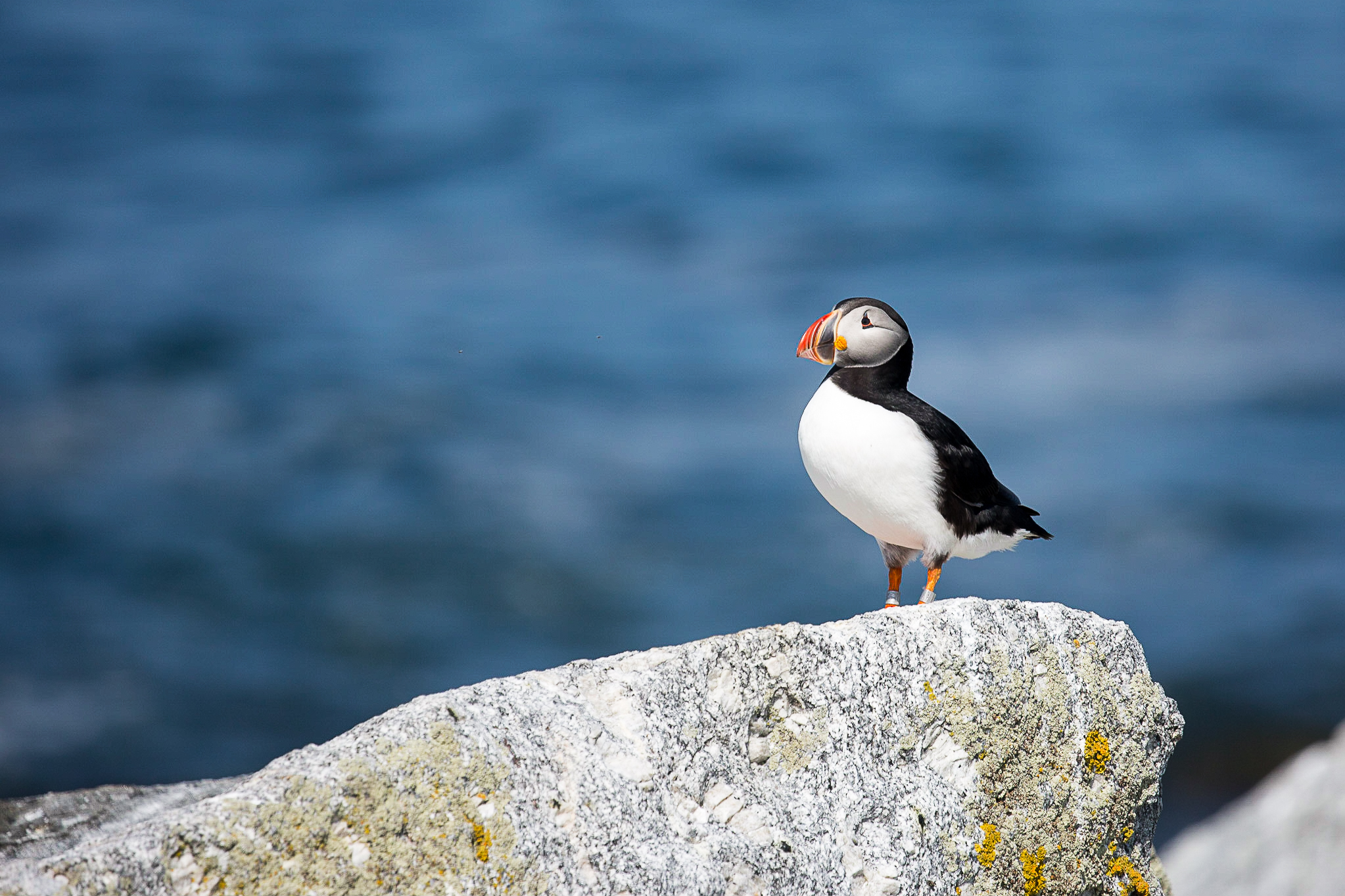 2019-Puffin-on-a-rock