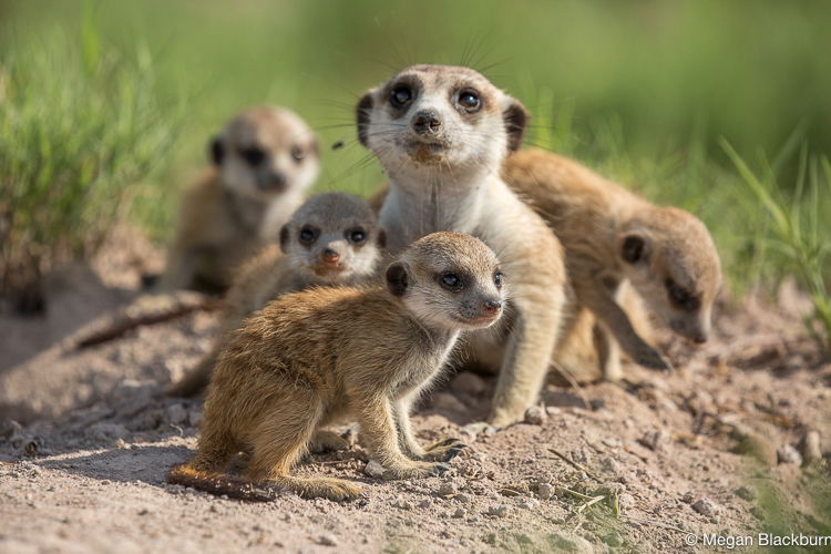 Camp Kalahari Meerkats with Babysitter