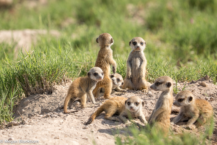 Camp Kalahari Seven Meerkat Babies