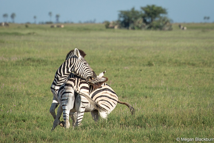 Camp Kalahari Zebra Fighting