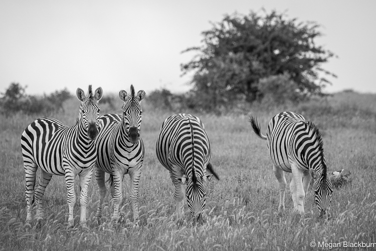 Camp Kalahari Zebra Monochrome