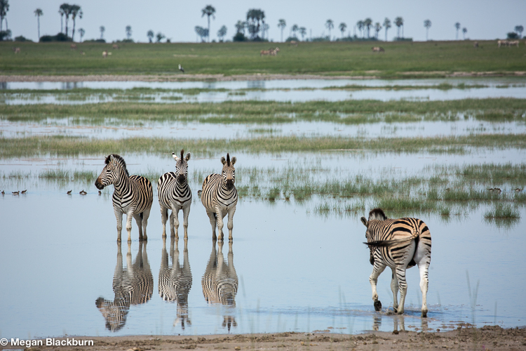 Camp Kalahari Zebra Reflections