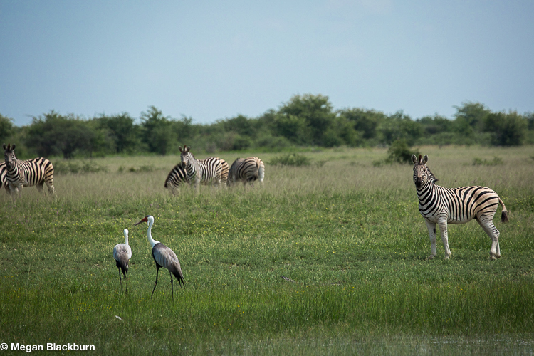 Camp Kalahari Zebra and Cranes