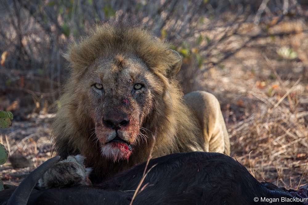 Londolozi Lion on a Carcass