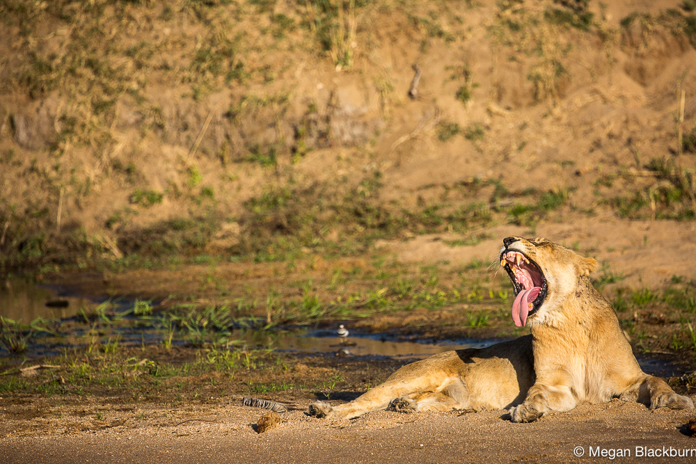 Londolozi Lioness Big Yawn