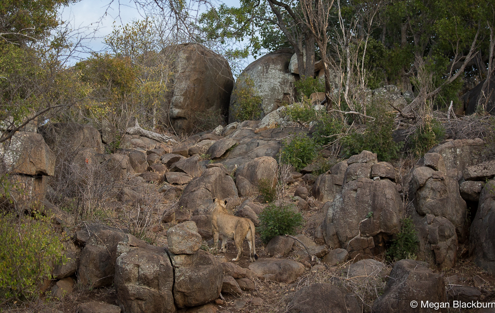 Londolozi Lioness Climbing the Koppie