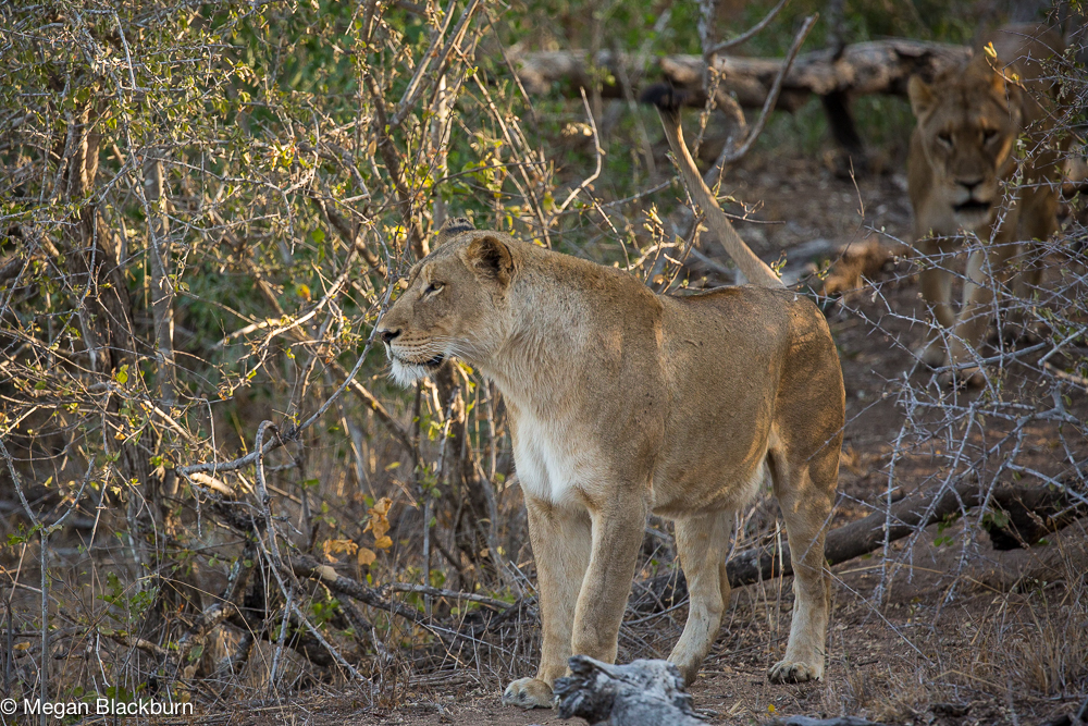 Londolozi Lioness On the Move