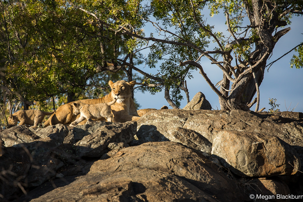 Londolozi Lioness with Cubs on Rocks