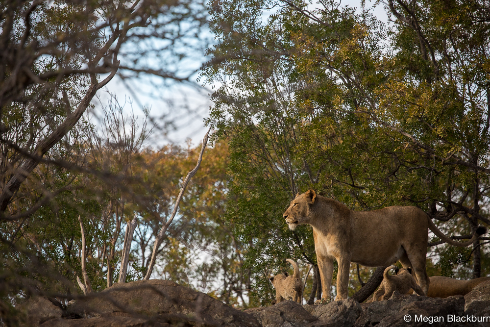 Londolozi Lioness with Cubs