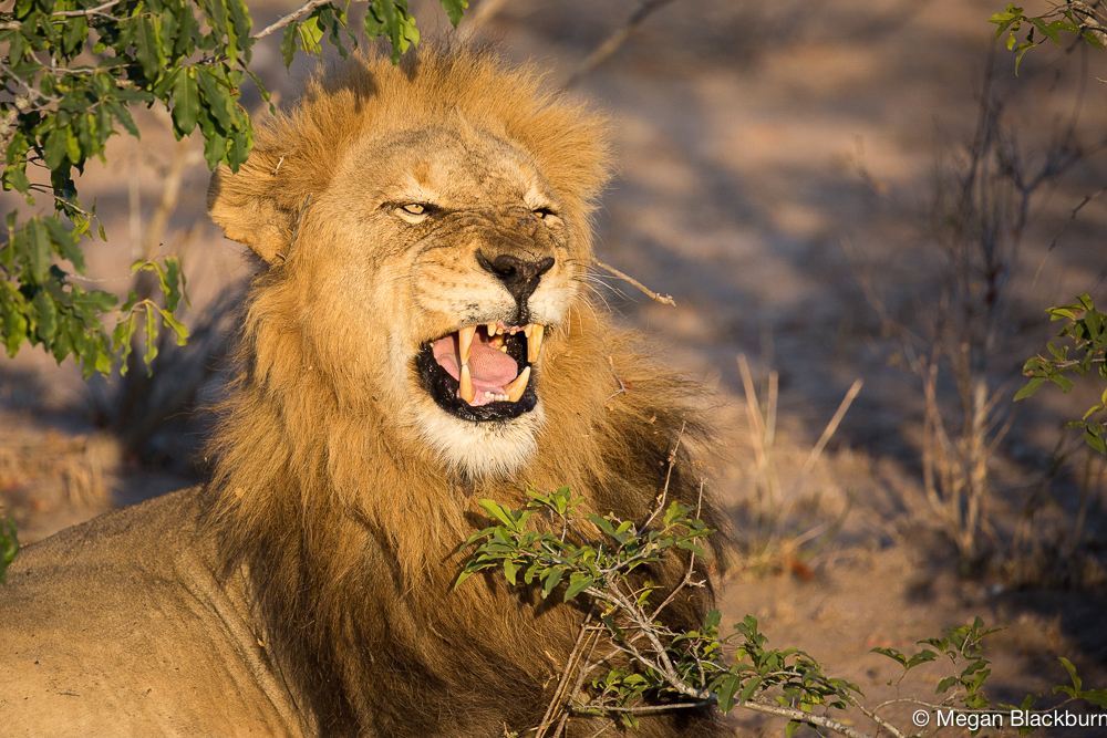 Londolozi Male Lion Yawn
