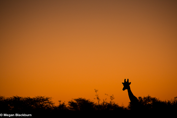 Tswalu Giraffe at Sunset