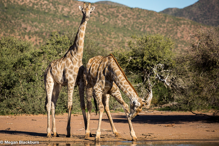Tswalu Giraffes Drinking