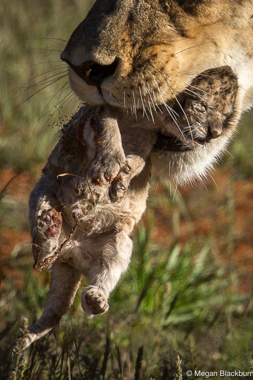 Tswalu Lion Cub