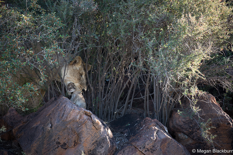Tswalu Lion in Bush