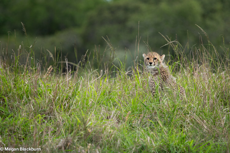Best time to Travel - Cheetah Cub.jpg