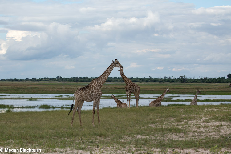 Best time to Travel - Giraffes.jpg