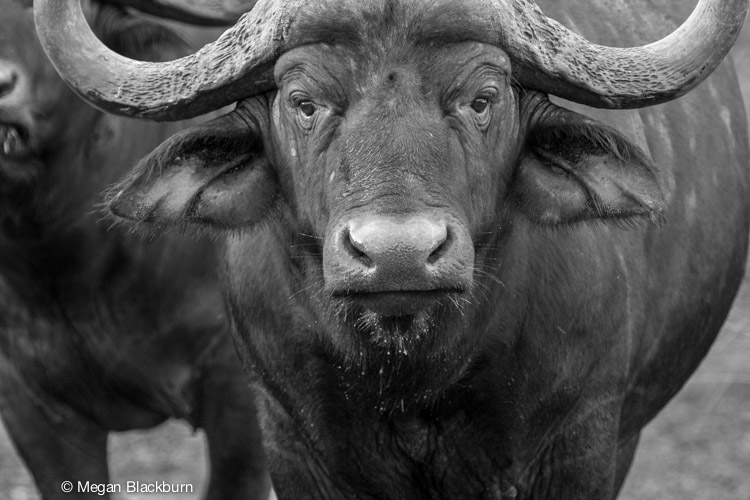 Big Five Cape Buffalo.jpg