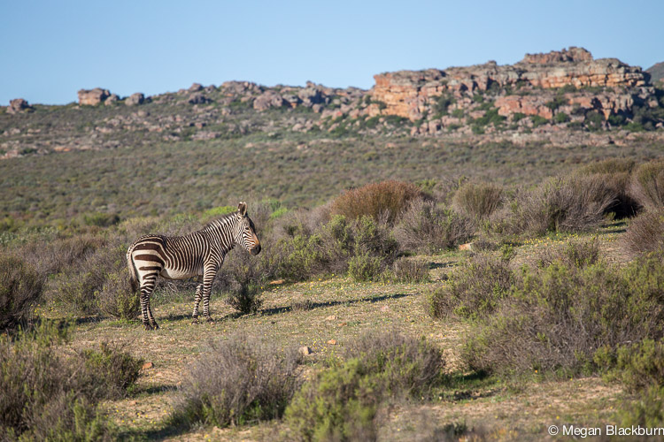 Bushmans Kloof Zebra