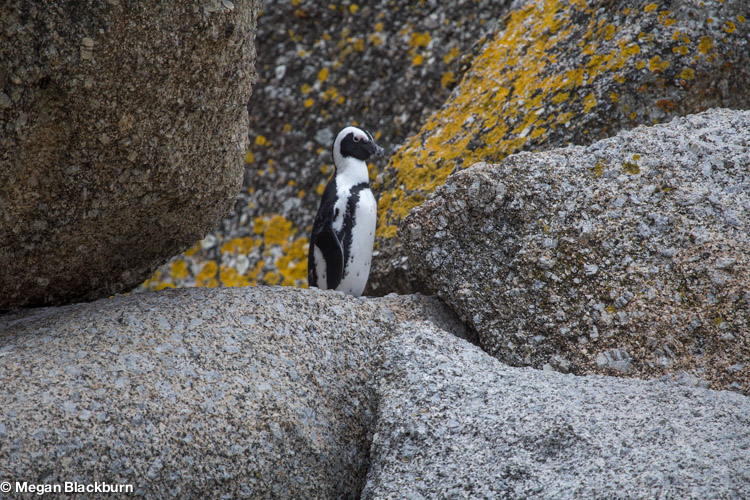 Cape Point Penguin 1