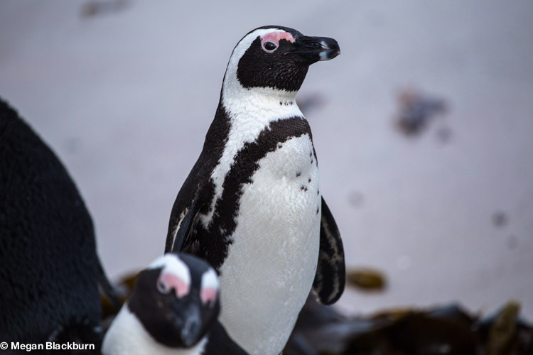 Cape Point Penguin 2