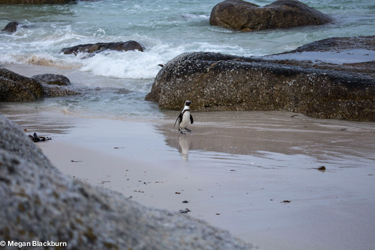 Cape Point Penguin 3