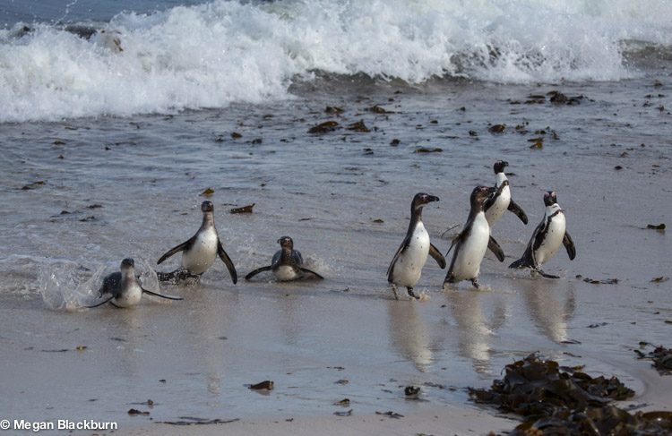 Cape Point Penguin 4