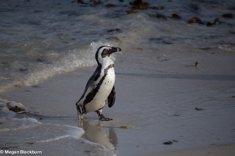 Cape Point Penguin 5