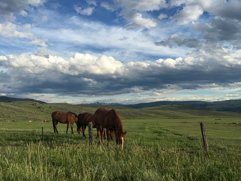 Collective Vail_Horses Grazing 2