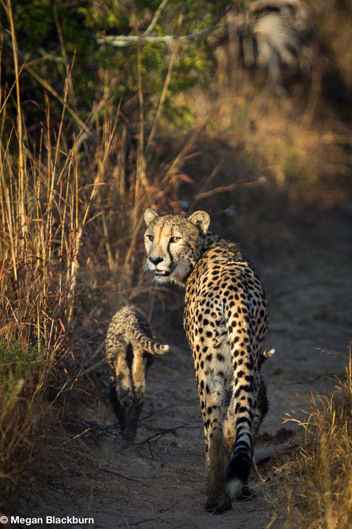 Conservation Cheetah and Cub