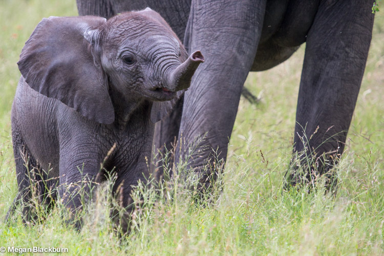Favorite Photos Baby Elephant.jpg