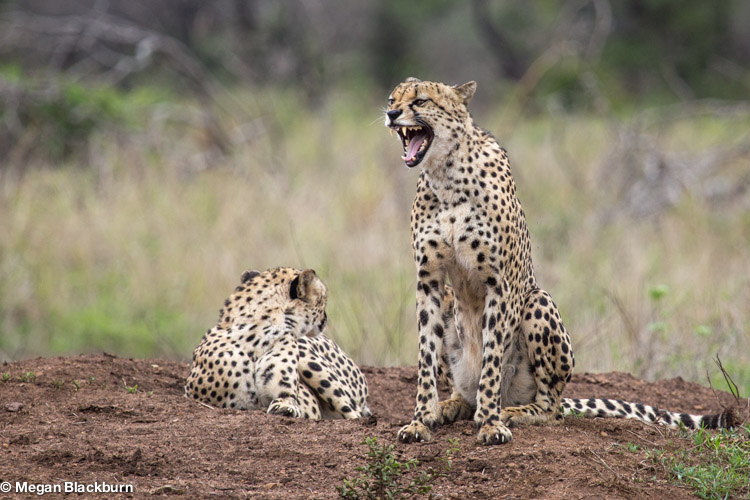 Favorite Photos Cheetah Brothers.jpg