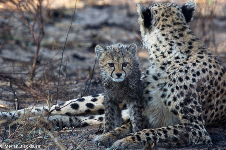 Favorite Photos Cheetah Mum and Cub 2.jpg