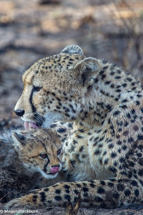 Favorite Photos Cheetah Mum and Cub 3.jpg