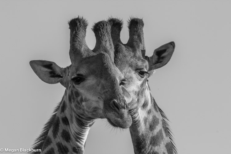Favorite Photos Giraffes.jpg