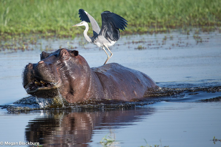 Favorite Photos Hippo and Heron.jpg
