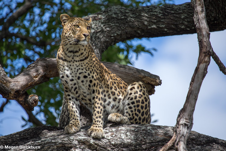 Favorite Photos Leopard in tree.jpg