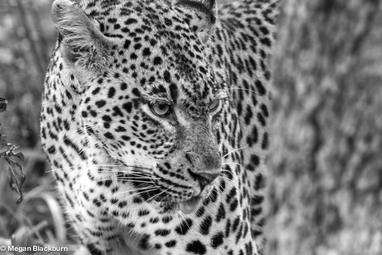 Favorite Photos Leopard.jpg