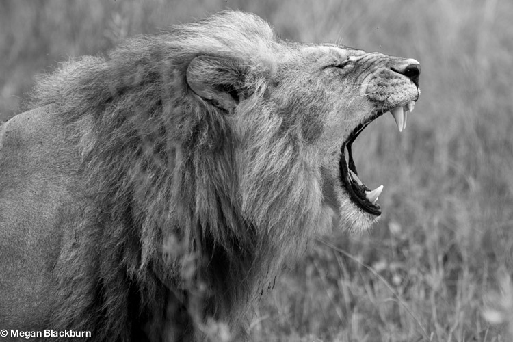 Favorite Photos Lion Yawning Black and White.jpg