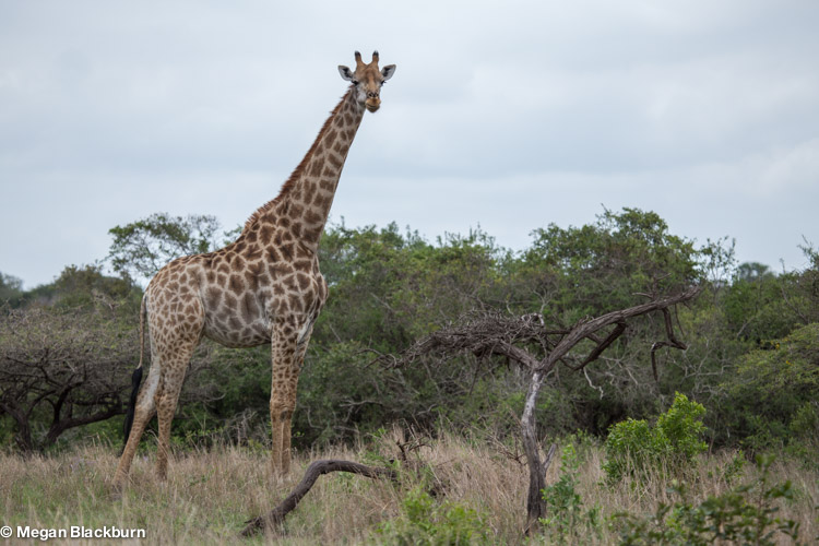 Favorite Photos Solo Giraffe.jpg
