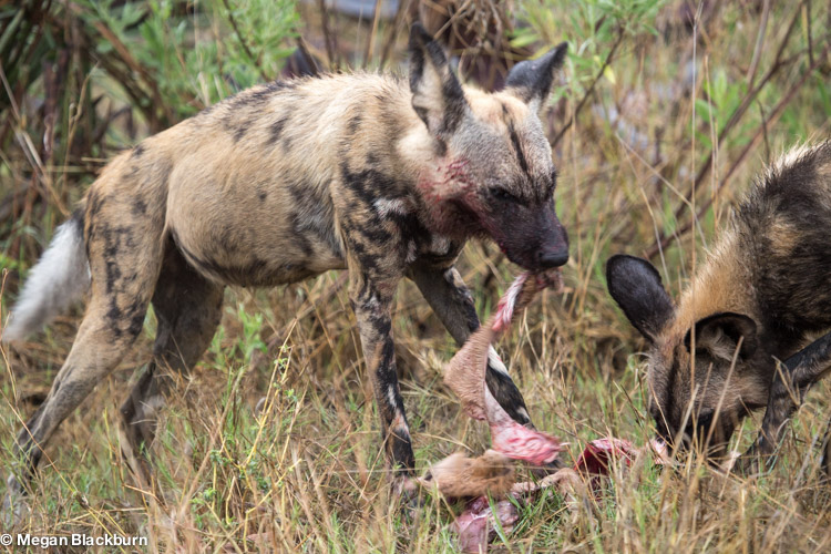 Favorite Photos Wild Dogs with a kill.jpg