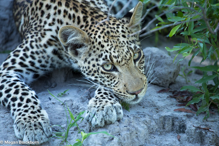 Favorite Photos Young Leopard.jpg